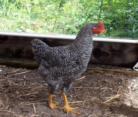 52558_chickens_2_dscf0548.jpg