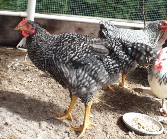 52558_chickens_3_dscf0550.jpg