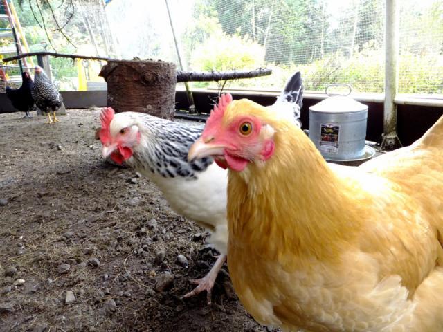 52558_chickens_9_oct_11_dscf0024.jpg