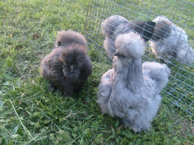 52562_silkie_001.jpg