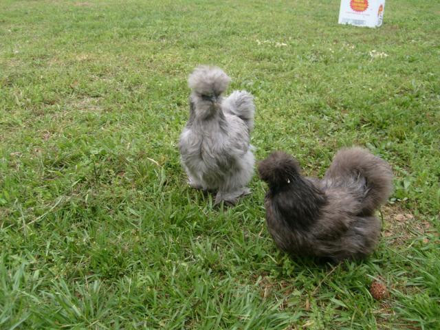 52562_silkie_016.jpg