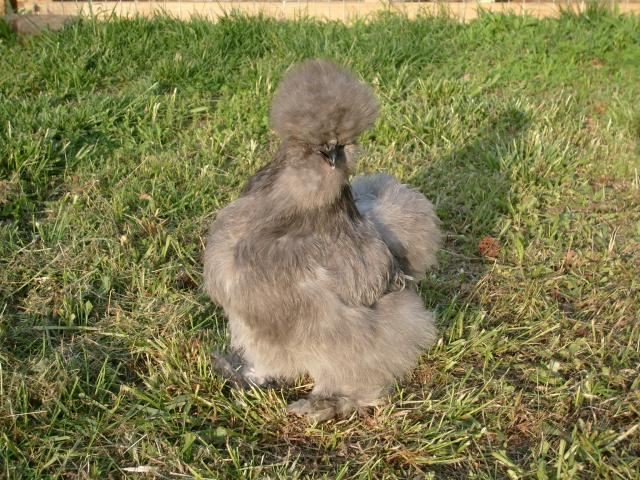 52562_silkie_2_012.jpg