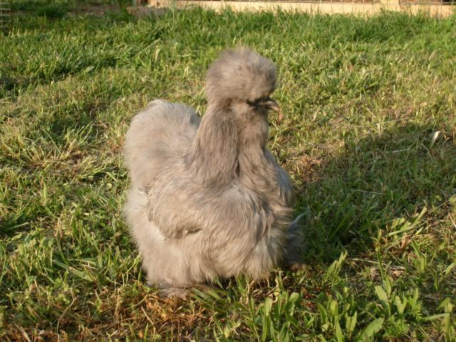 52562_silkie_2_021.jpg