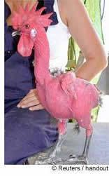 525_pink_chicken.jpg