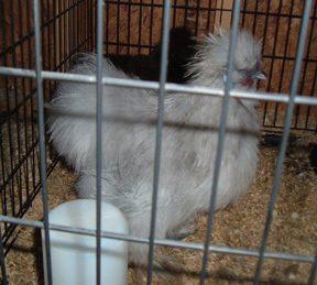 52617_lavender_copy.jpg
