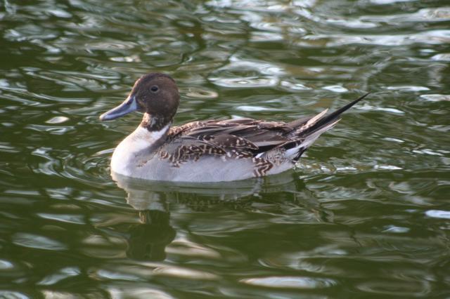 52664_birds_042.jpg