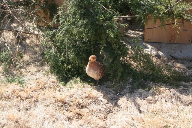 52664_cleaning_ducks_042.jpg