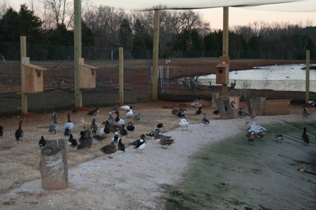 52664_cleaning_ducks_090.jpg