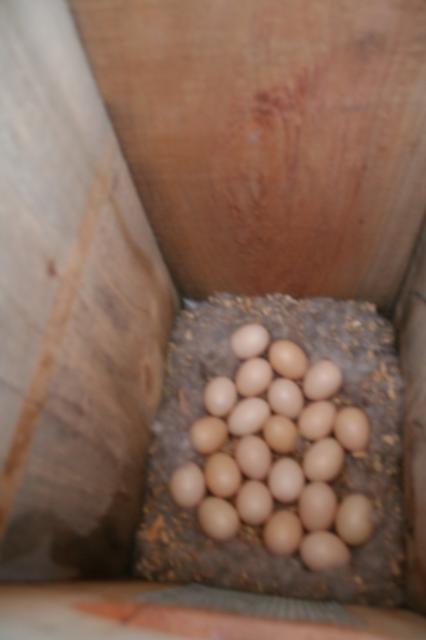 52664_duck_eggs_1477.jpg