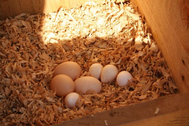 52664_duck_eggs_1530.jpg