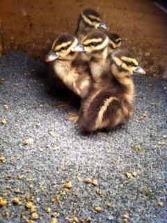 52664_eyton_babies.jpg