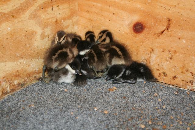 52664_new_babies_1289.jpg