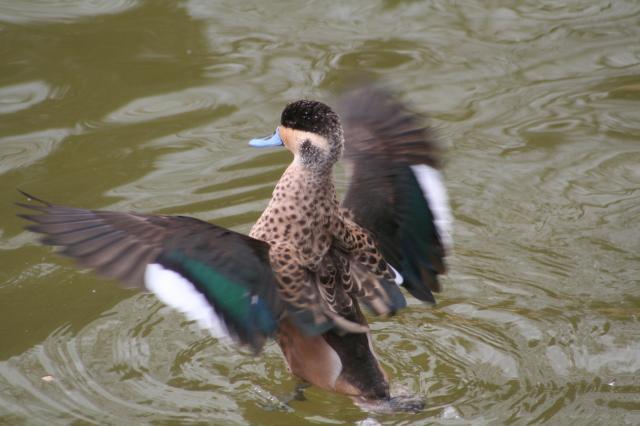52664_trellis_and_birds_1505.jpg