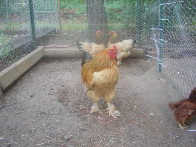 52686_imgp6393.jpg