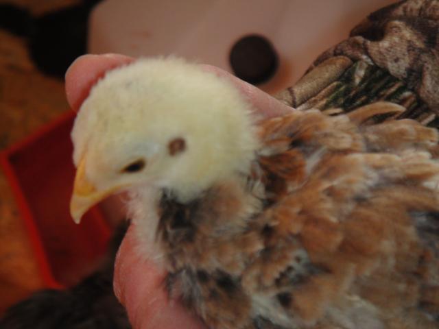 52688_chickens42810_002.jpg