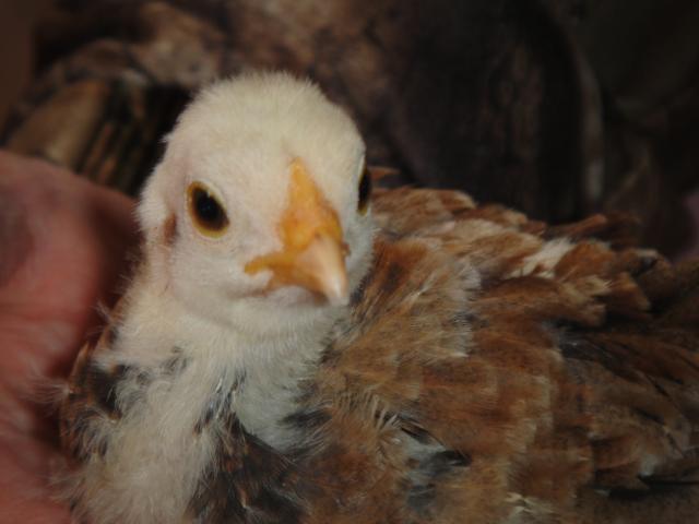 52688_chickens42810_003.jpg