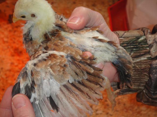 52688_chickens42810_004.jpg