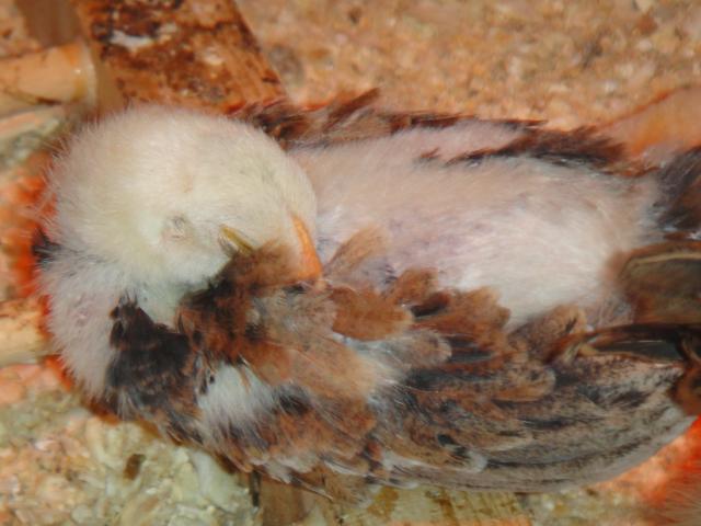 52688_chickens42810_040.jpg