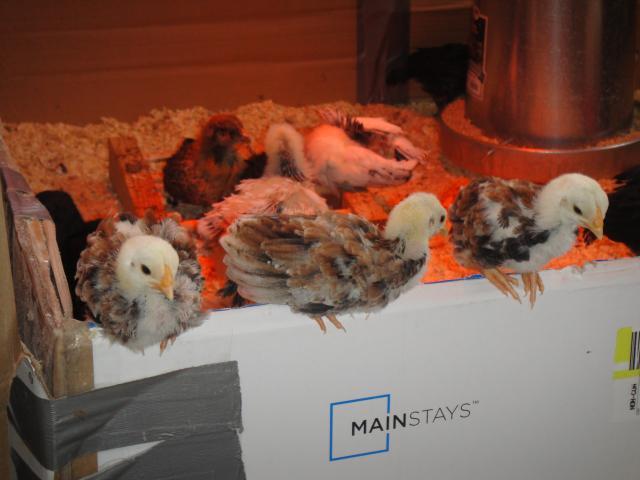 52688_chickens42810_061.jpg