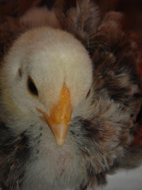 52688_chickens42810_063.jpg