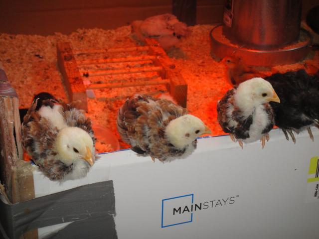 52688_chickens42810_064.jpg