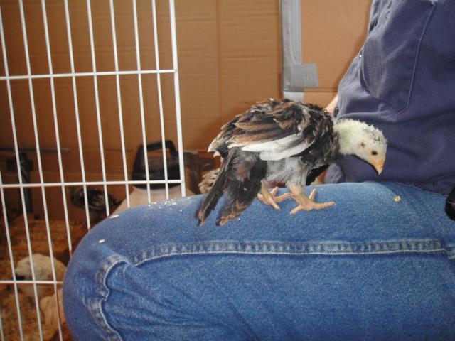 52688_chickens_007.jpg