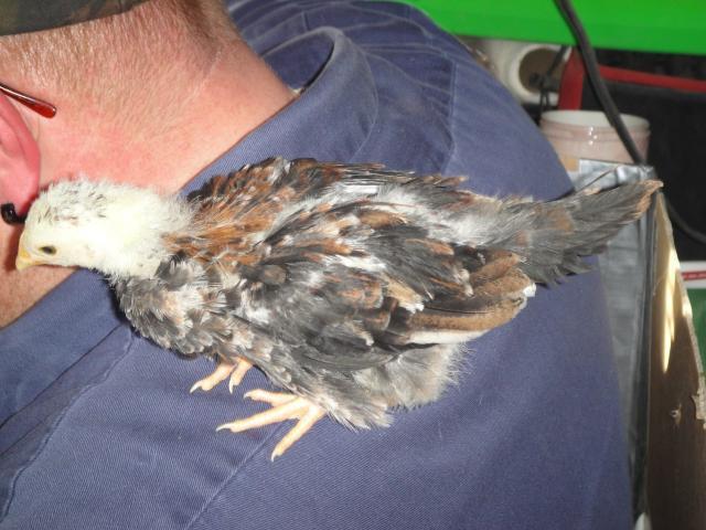52688_chickens_013.jpg
