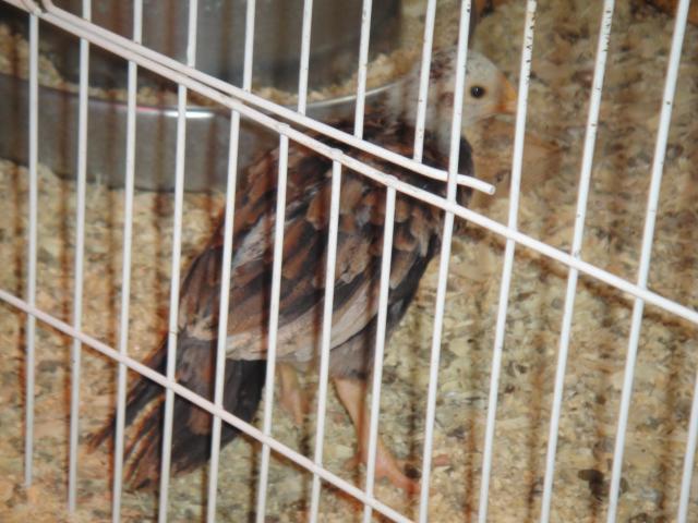 52688_chickens_037.jpg