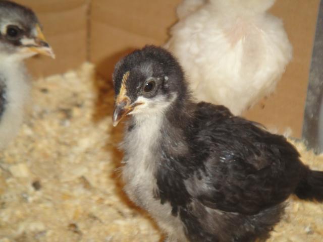 52688_pickerpecker_004.jpg
