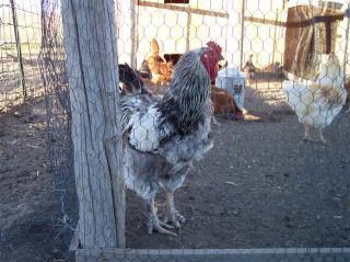 52688_picture_0061.jpg