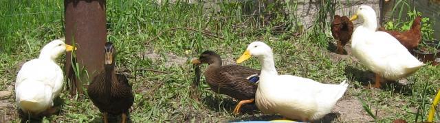 52694_img_2724.jpg