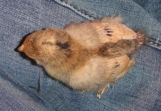52703_chicks2_003.jpg