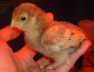 52703_chicks2_007.jpg