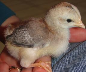 52703_chicks2_009.jpg
