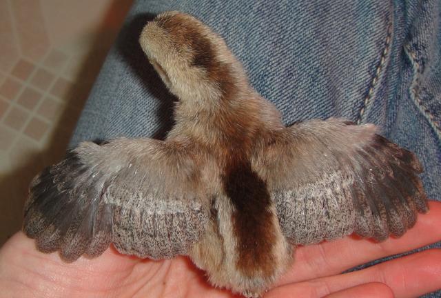 52703_chicks2_010.jpg