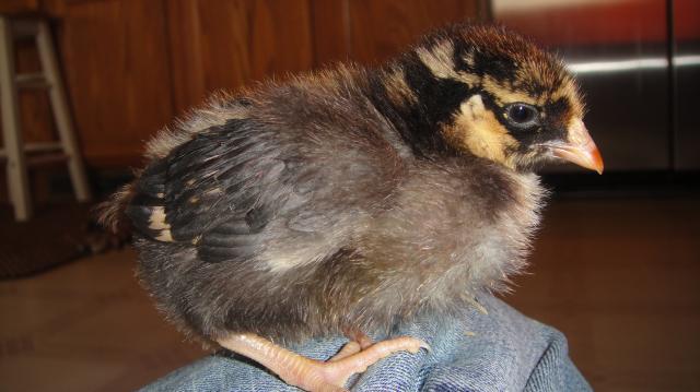 52703_chicks2_015.jpg