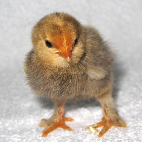 52720_chick3-2.jpg