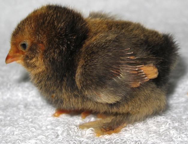52720_chick4-1.jpg