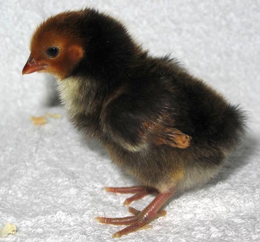 52720_chick5-1.jpg