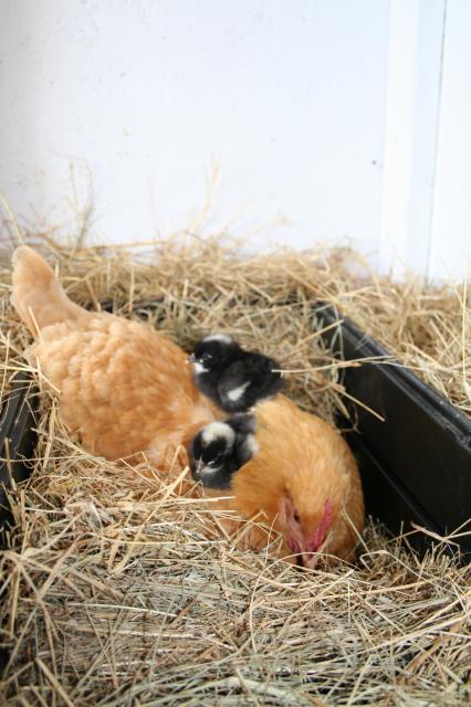 52734_babies_026.jpg