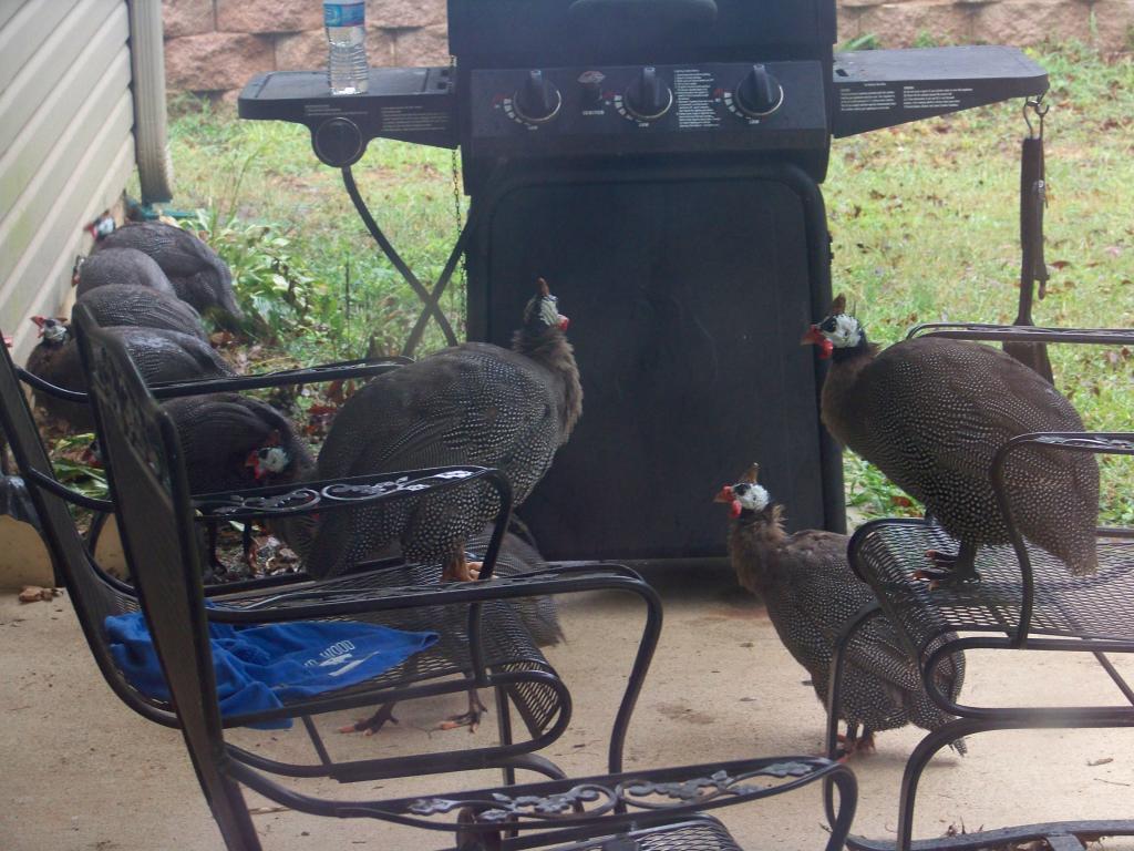 52775_porchguineas.jpg