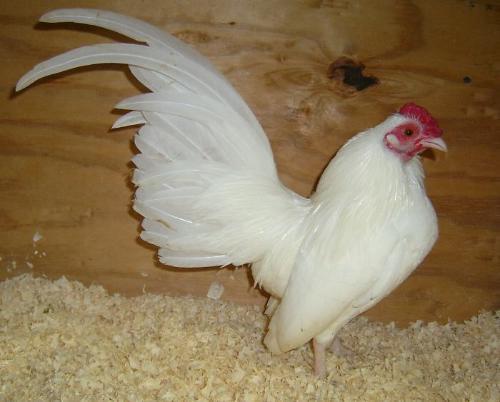 52781_white_cock_1_2008-1-2.jpg