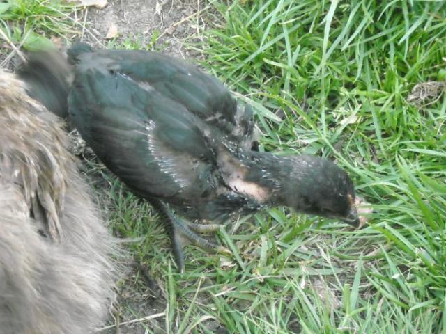 52805_pic007.jpg