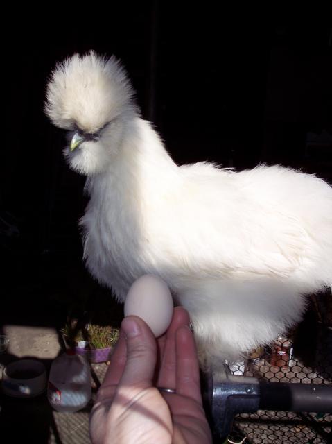 52817_daisy_n_first_egg.jpg