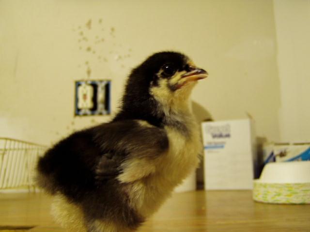 52835_003.jpg