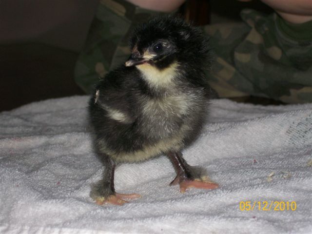 52836_black_copper_maran_chick.jpg