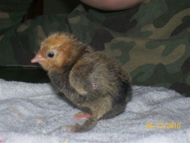 52836_millie_chick_2.jpg