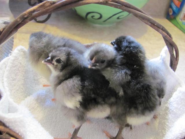 52854_baby_chicks_012.jpg