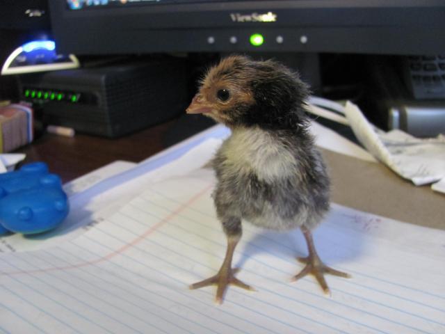 52854_chicks_hatching_035.jpg