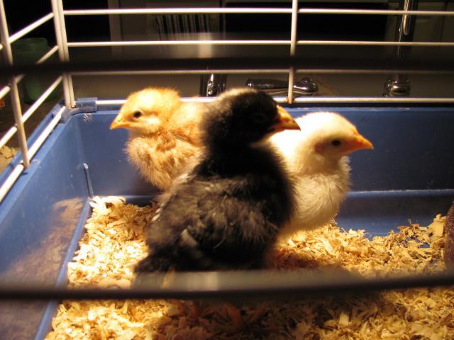 52854_chicks_new_camera_015.jpg
